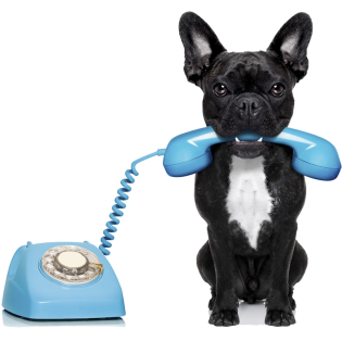 Contact – Grey Dog IT